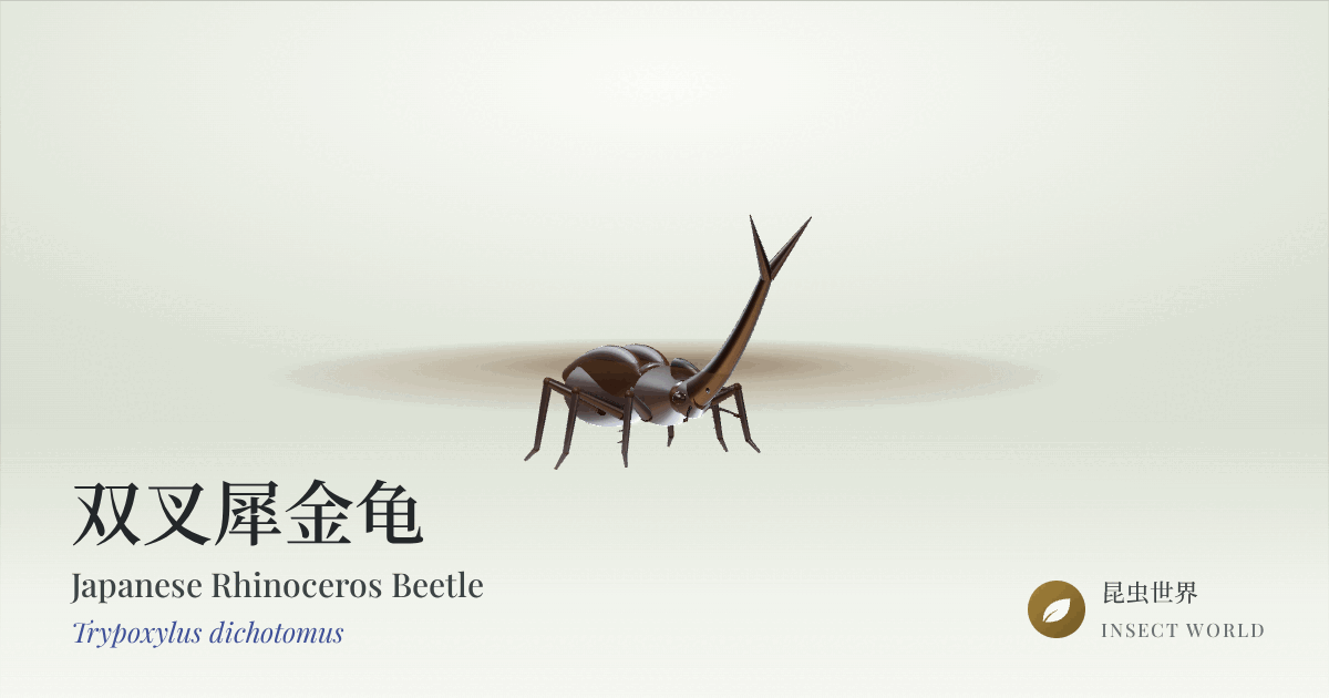 Japanese rhinoceros beetle, generated in code