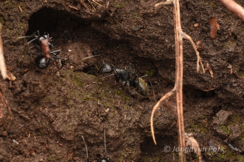 日本弓背蚁（Camponotus japonicus）的实拍照片