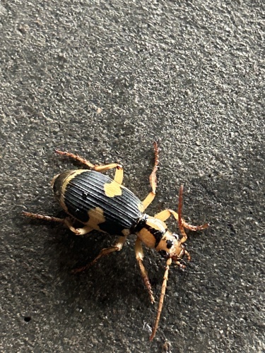 屁步甲(Pheropsophus jessoensis)的实拍照片
