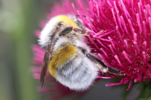 熊蜂（Bombus lucorum）的实拍照片