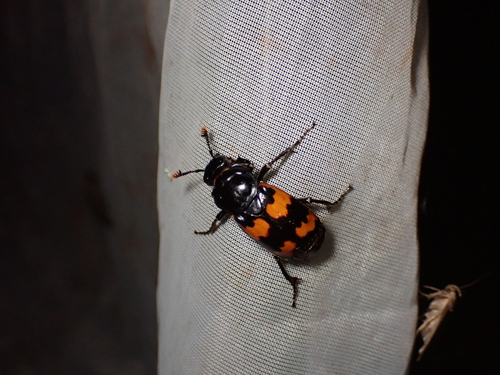 Photograph of Japanese Burying Beetle (Nicrophorus japonicus)