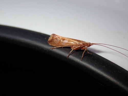石蛾（Limnephilus sp.）的实拍照片