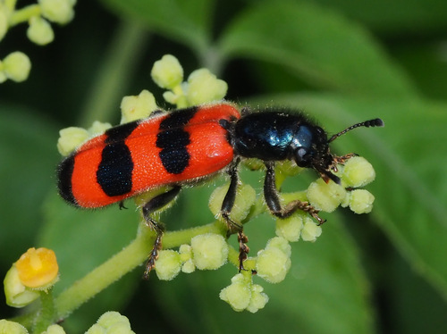 中华郭公虫(Trichodes sinae)的实拍照片