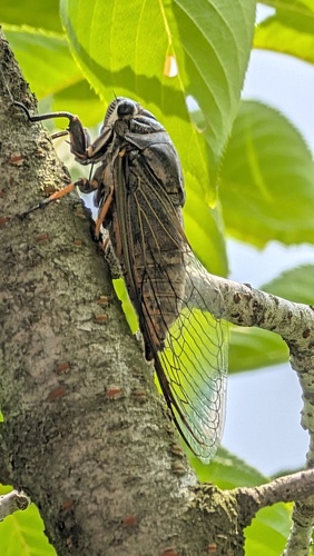 黑蚱蝉（Cryptotympana atrata）的实拍照片