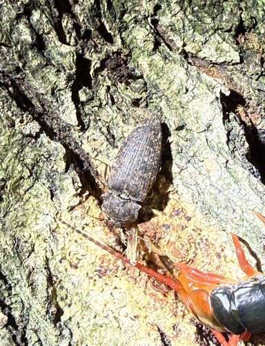 Photograph of Click Beetle (Agrypnus binodulus)