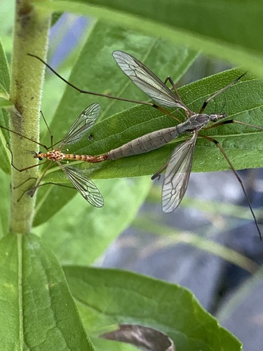 Photograph of Crane Fly (Tipula sp.)