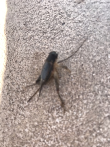 Photograph of Chinese Fighting Cricket (Velarifictorus micado)