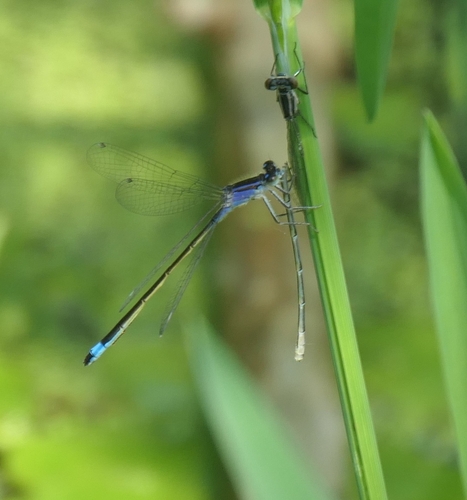 Photograph of Damselfly (Ischnura sp.)