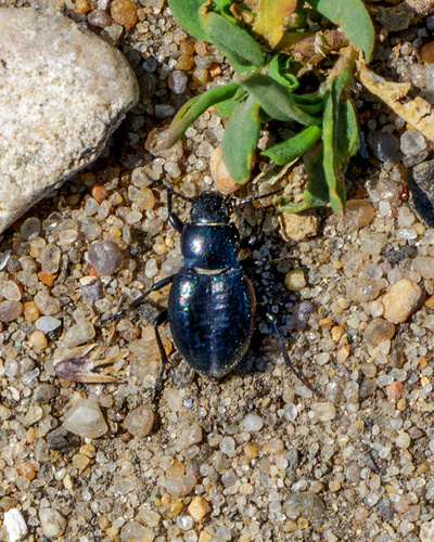 Photograph of Gansu Darkling Beetle (Anatolica sp.)