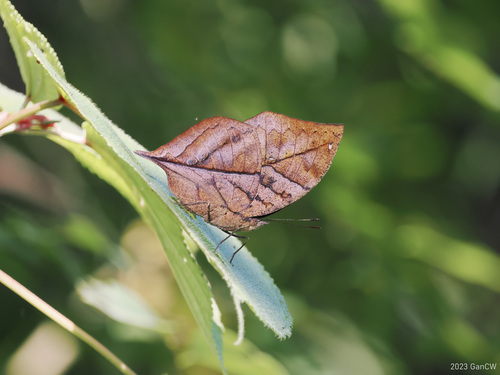 Photograph of Dead Leaf Butterfly (Kallima inachus)