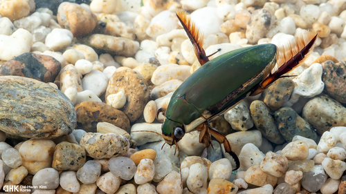 Photograph of Japanese Diving Beetle (Cybister chinensis)