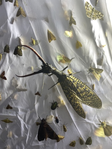 中华齿蛉（Acanthacorydalis sp.）的实拍照片
