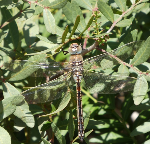 碧伟蜓(Anax parthenope)的实拍照片