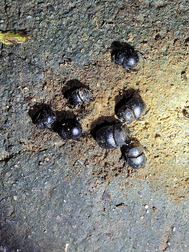 Photograph of Dung Beetle (Catharsius molossus)
