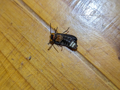 Photograph of Mountain Firefly (Pyrocoelia pectoralis)