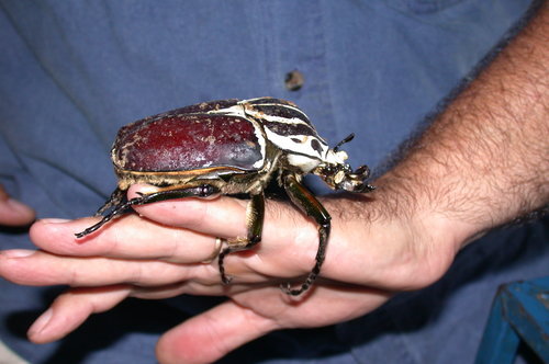 大王花金龟(Goliathus goliatus)的实拍照片