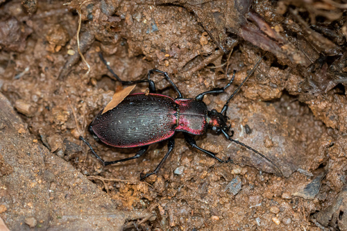 Photograph of Chinese Golden Ground Beetle (Carabus sp.)