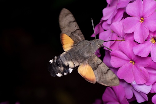 Photograph of Hummingbird Hawk-moth (Macroglossum stellatarum)