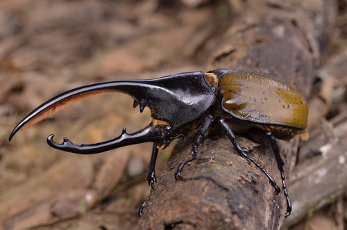 Photograph of Hercules Beetle (Dynastes hercules)