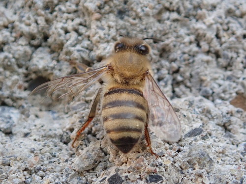 Photograph of Western Honey Bee (Apis mellifera)