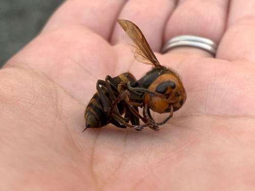 金环胡蜂(Vespa mandarinia)的实拍照片