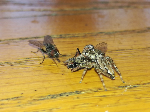 Photograph of House Fly (Musca domestica)