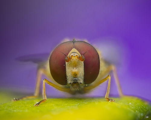 Photograph of Hoverfly (Episyrphus balteatus)