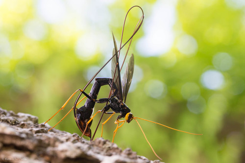Photograph of Giant Ichneumon Wasp (Megarhyssa sp.)