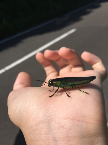 Photograph of Japanese Jewel Beetle (Chrysochroa fulgidissima)