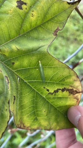中华草蛉（Chrysoperla nipponensis）的实拍照片