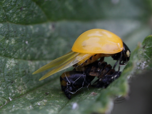 七星瓢虫(Coccinella septempunctata)的实拍照片