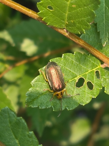 榆蓝叶甲（Pyrrhalta aenescens）的实拍照片
