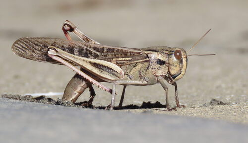 东亚飞蝗（Locusta migratoria）的实拍照片