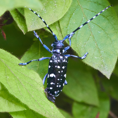 Photograph of Citrus Longhorned Beetle (Anoplophora chinensis)