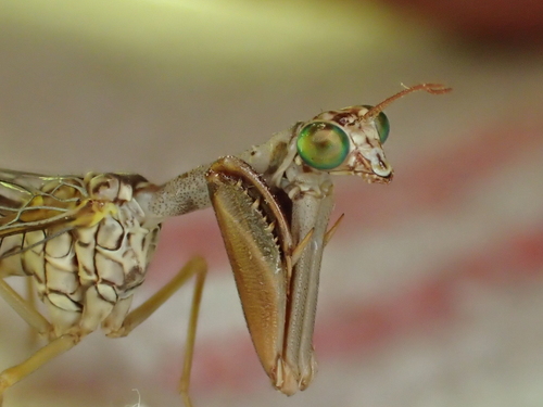 Photograph of Mantidfly (Mantispa sp.)