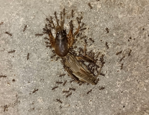 Photograph of Oriental Mole Cricket (Gryllotalpa orientalis)