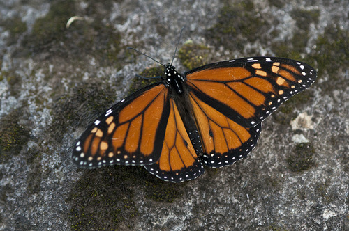 帝王蝶（Danaus plexippus）的实拍照片