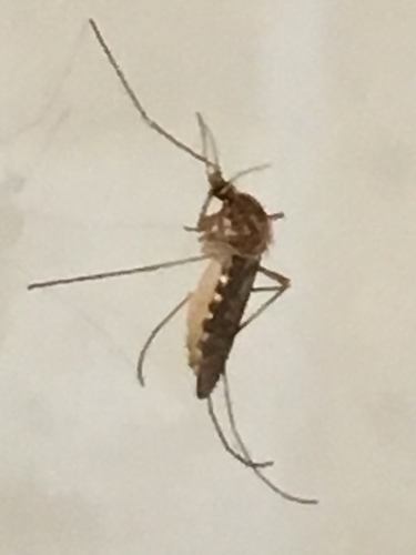 Photograph of Northern House Mosquito (Culex pipiens pallens)