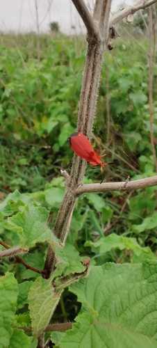 红萤(Lycostomus sp.)的实拍照片