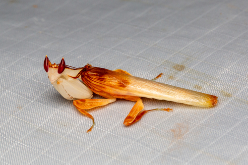 兰花螳螂(Hymenopus coronatus)的实拍照片