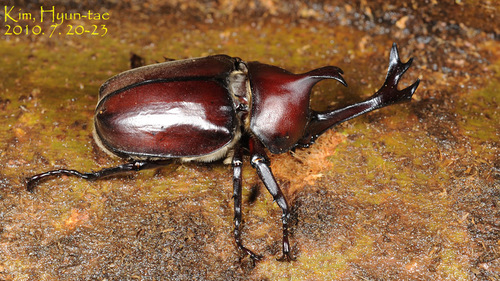 Photograph of Japanese Rhinoceros Beetle (Trypoxylus dichotomus)