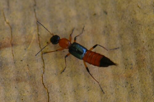 梭毒隐翅虫(Paederus fuscipes)的实拍照片