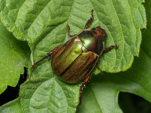 Photograph of Copper-Green Chafer (Anomala corpulenta)