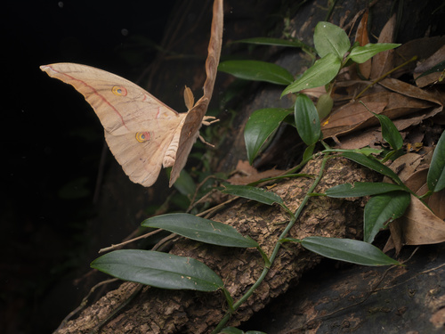 Photograph of Chinese Oak Silkmoth (Antheraea pernyi)