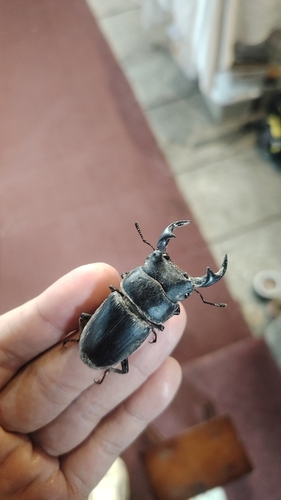 中华大锹甲(Dorcus hopei)的实拍照片