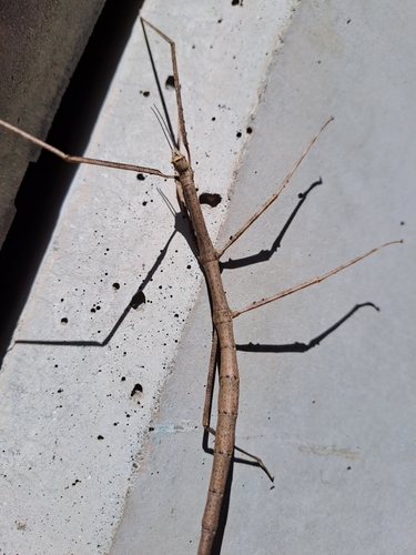Photograph of Asian Stick Insect (Ramulus sp.)