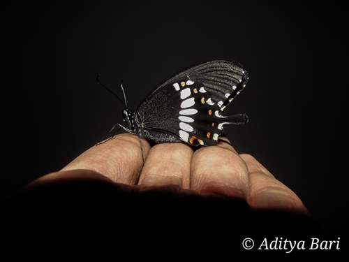 Photograph of Common Mormon (Papilio polytes)