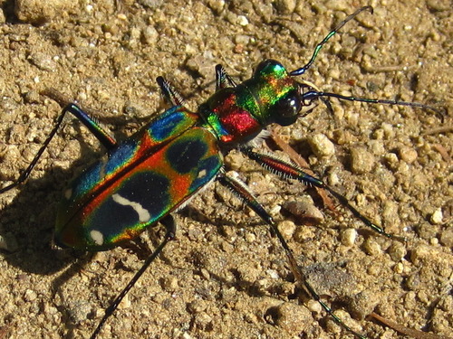 中华虎甲(Cicindela chinensis)的实拍照片