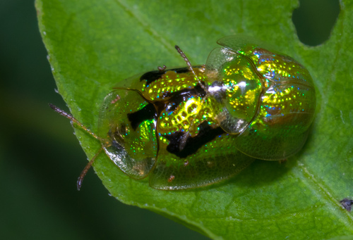 甘薯腊龟甲(Cassida circumdata)的实拍照片