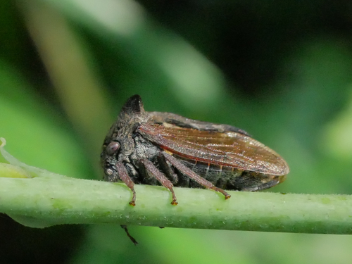 角蝉(Centrotus sp.)的实拍照片